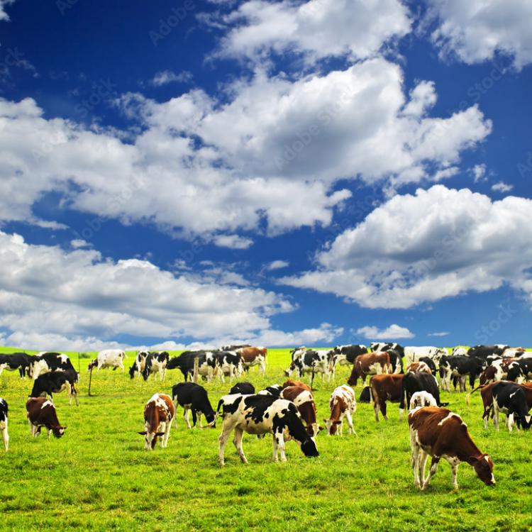  Cow with sky